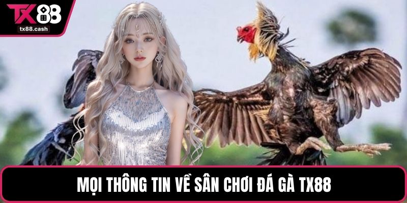 Mọi thông tin về sân chơi đá gà TX88